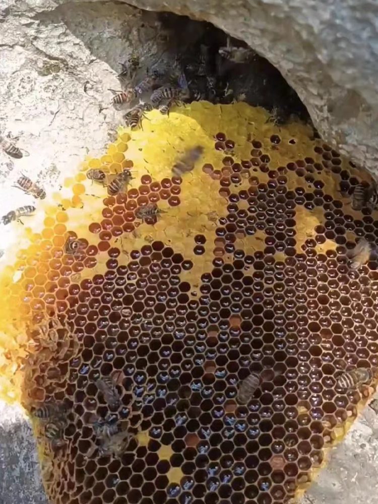 Beekeeping in use
